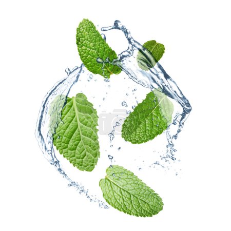 Mint leaves and splashes of water on white background