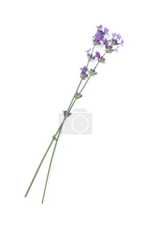 Photo for Beautiful aromatic lavender flowers isolated on white, top view - Royalty Free Image