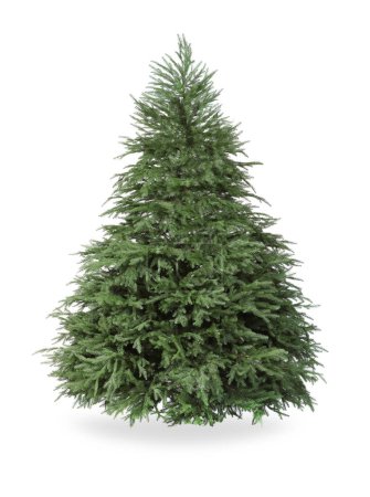 Beautiful green Christmas tree isolated on white