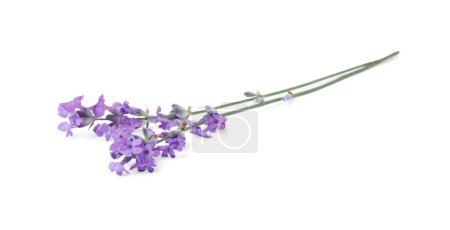 Photo for Beautiful aromatic lavender flowers isolated on white - Royalty Free Image