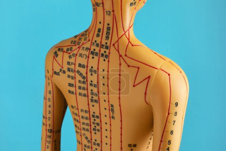 Téléchargez les photos : Acupuncture - médecine alternative. Modèle humain avec des points et des lignes sur fond bleu clair - en image libre de droit