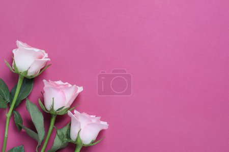 Photo for Beautiful roses on pink background, top view. Space for text - Royalty Free Image