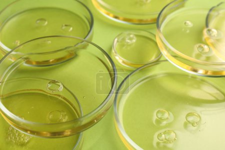 Petri dishes with liquid samples on green background, closeup