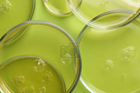 Photo for Petri dishes with liquid samples on green background, top view - Royalty Free Image