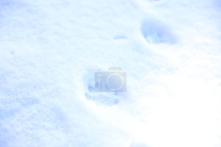 Crispy snow with animal's pawprints as background