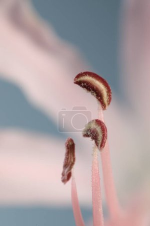 Téléchargez les photos : Belle fleur Bowden rose sur fond flou, vue macro - en image libre de droit