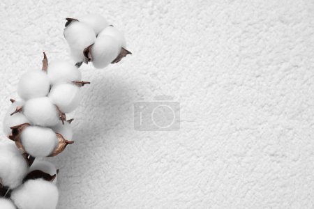 Baumwollzweig mit flauschigen Blüten auf weißem Frottee-Handtuch, Draufsicht. Raum für Text