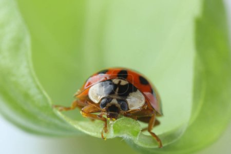 Red ladybug on green leaf, macro view