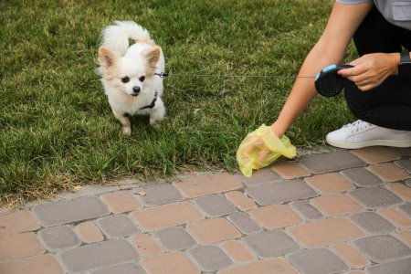 Téléchargez les photos : Femme ramassant la crotte de son chien avec un sac à déchets dans le parc, gros plan - en image libre de droit