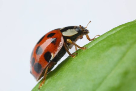 Red ladybug on green leaf against white background, macro view