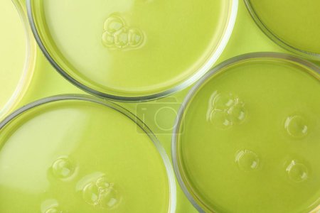 Photo for Petri dishes with liquid samples on green background, flat lay - Royalty Free Image