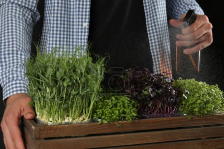 Photo for Man spraying different fresh microgreens in wooden crate on black background, closeup - Royalty Free Image