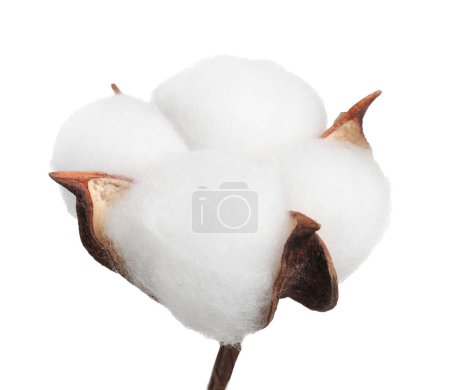 Schöne flauschige Baumwollblume isoliert auf weiß