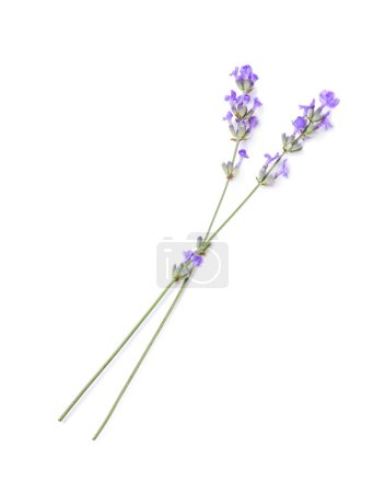 Photo for Beautiful aromatic lavender flowers isolated on white, top view - Royalty Free Image