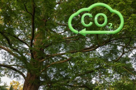 Konzept der klaren Luft. CO2-Inschrift in der Abbildung der Wolke mit Pfeil und schönem grünen Baum, Ansicht im niedrigen Winkel