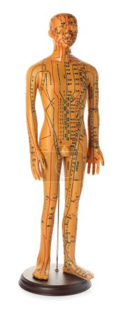 Téléchargez les photos : Modèle d'acupuncture. Mannequin homme à pois et lignes isolé sur blanc - en image libre de droit