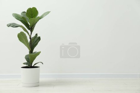 Téléchargez les photos : Fiddle Figue ou Ficus Lyrata plante avec des feuilles vertes près de la paroi blanche à l'intérieur. Espace pour le texte - en image libre de droit