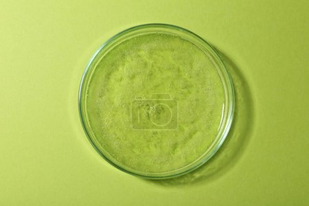 Foto de Placa Petri con muestra líquida sobre fondo verde, vista superior - Imagen libre de derechos