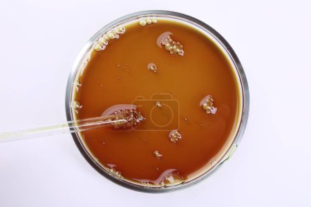 Foto de Placa Petri con muestra líquida y pipeta aislada en blanco, vista superior - Imagen libre de derechos