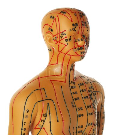 Téléchargez les photos : Acupuncture - médecine alternative. Modèle humain avec points et lignes isolés sur blanc - en image libre de droit