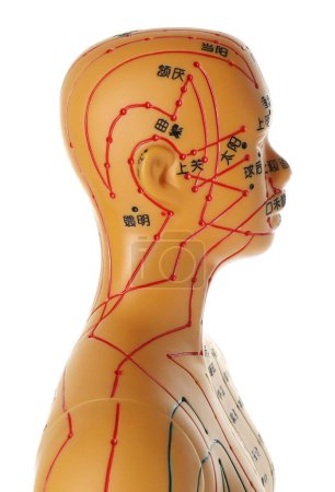 Téléchargez les photos : Acupuncture - médecine alternative. Modèle humain avec points et lignes isolés sur blanc - en image libre de droit