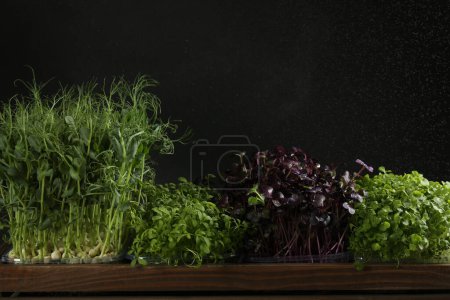 Photo for Different fresh microgreens in wooden crate on dark background - Royalty Free Image