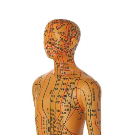 Téléchargez les photos : Modèle d'acupuncture. Mannequin avec points et lignes isolés sur blanc - en image libre de droit