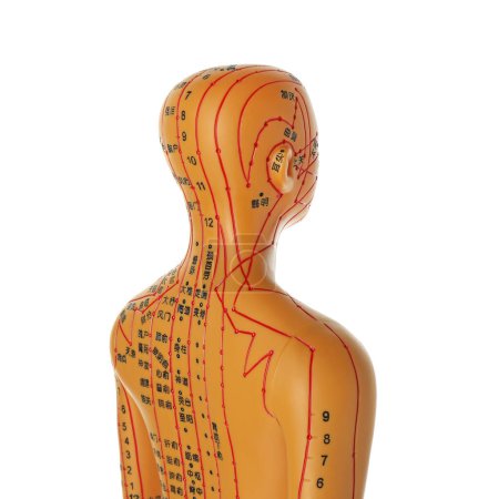 Téléchargez les photos : Modèle d'acupuncture. Mannequin avec points et lignes isolés sur blanc - en image libre de droit