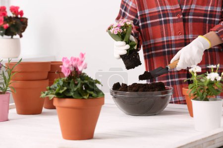 Photo for Transplanting houseplants. Woman with trowel, flowers and empty pots at white table indoors, closeup - Royalty Free Image