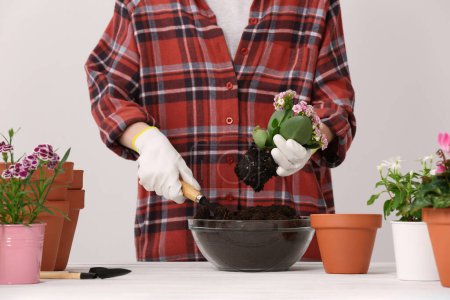 Photo for Transplanting houseplants. Woman with gardening tools, flowers and empty pots at white table indoors, closeup - Royalty Free Image