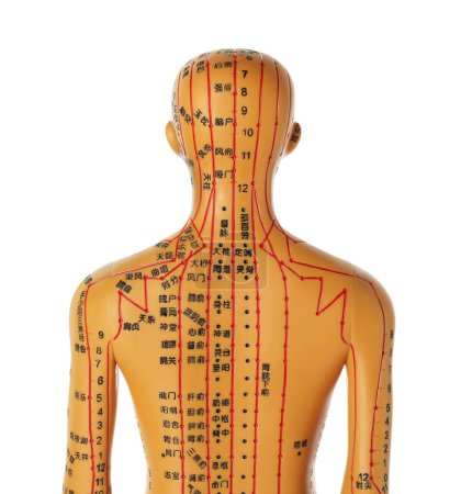 Téléchargez les photos : Modèle d'acupuncture. Mannequin avec points et lignes isolés sur blanc, vue de dos - en image libre de droit