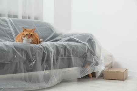 Téléchargez les photos : Mignon gingembre chat reposant sur canapé recouvert de film plastique à la maison - en image libre de droit