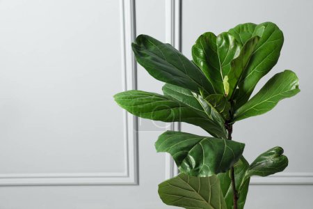 Téléchargez les photos : Fiddle Figue ou Ficus Lyrata plante avec des feuilles vertes près du mur blanc, espace pour le texte - en image libre de droit