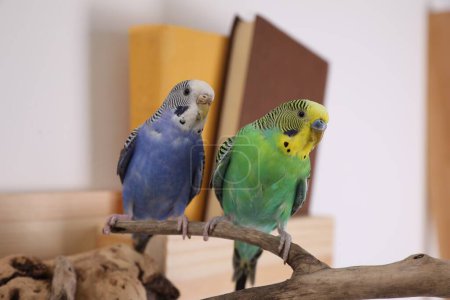 Téléchargez les photos : Beautiful bright parrots on branch indoors. Cute pets - en image libre de droit