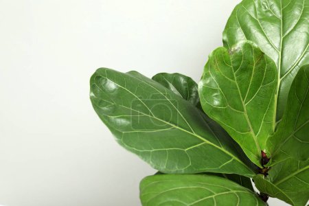 Téléchargez les photos : Figue violette ou Ficus Lyrata plante avec des feuilles vertes sur fond gris clair, gros plan. Espace pour le texte - en image libre de droit