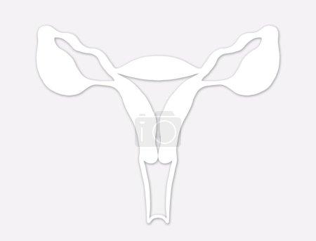 Téléchargez les photos : Appareil reproducteur femelle sur fond gris clair, illustration - en image libre de droit