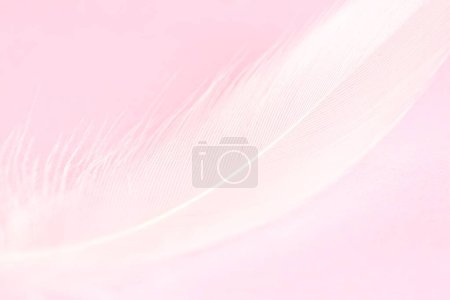 Photo for Fluffy white feather on pink background, closeup - Royalty Free Image