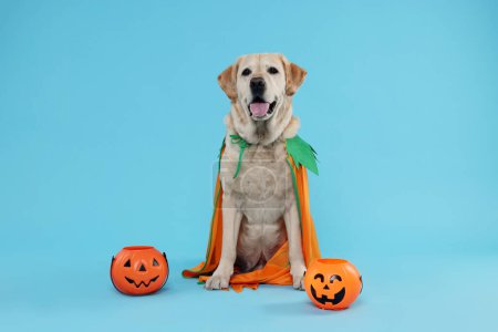 Cute Labrador Retriever dog in Halloween costume with trick or treat buckets on light blue background