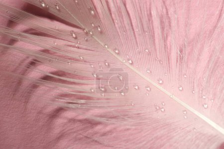 Photo for Fluffy white feather with water drops on pink background, top view - Royalty Free Image