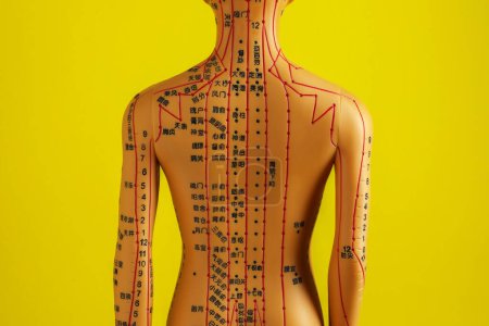 Téléchargez les photos : Modèle d'acupuncture. Mannequin avec points et lignes sur fond jaune, vue arrière - en image libre de droit