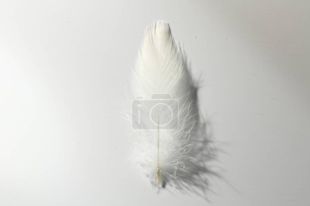 Photo for Fluffy white feather on light background, top view - Royalty Free Image