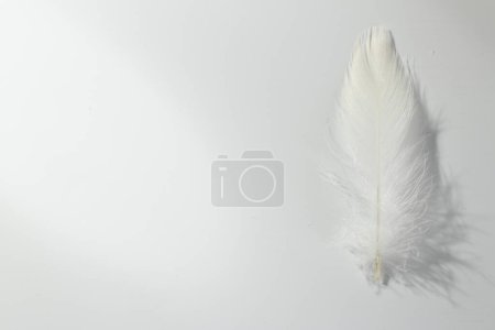 Photo for Fluffy white feather on light background, top view. Space for text - Royalty Free Image