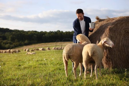 Hombre sonriente con cubo alimentando ovejas cerca de la paca de heno en la granja de animales. Espacio para texto