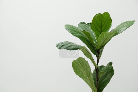 Téléchargez les photos : Fiddle Figue ou Ficus Lyrata plante avec des feuilles vertes sur fond clair. Espace pour le texte - en image libre de droit