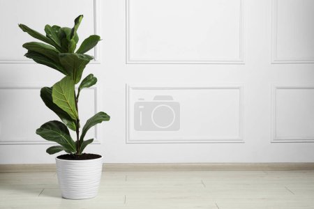 Fiddle Fig or Ficus Lyrata plant with green leaves on floor near white wall, space for text