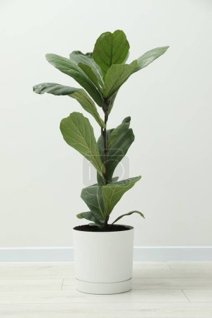 Téléchargez les photos : Fiddle Figue ou Ficus Lyrata plante avec des feuilles vertes près du mur blanc à l'intérieur - en image libre de droit