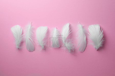 Photo for Many fluffy bird feathers on pink background, flat lay - Royalty Free Image