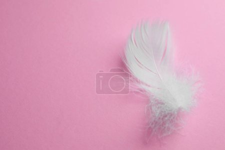 Photo for Fluffy white bird feather on pink background, top view. Space for text - Royalty Free Image