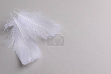 Photo for Fluffy white feathers on light grey background, flat lay. Space for text - Royalty Free Image