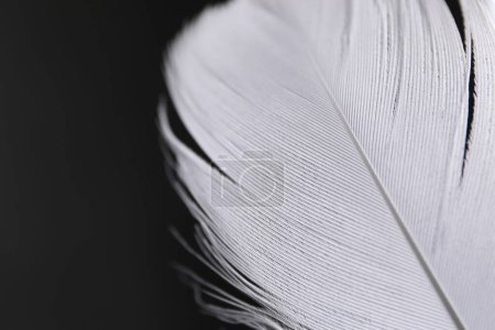 Photo for Fluffy white feather on black background, closeup. Space for text - Royalty Free Image